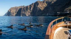 Hval- og delfinsafari på Tenerife: Bedste bådture og hvordan man kommer dertil i bil (2026)
