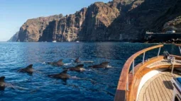 Hval- og delfinsafari på Tenerife: Bedste bådture og hvordan man kommer dertil i bil (2026)
